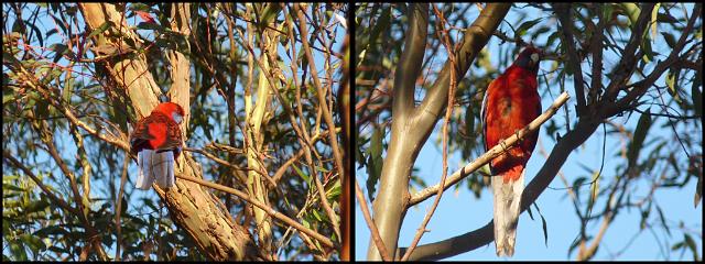 (3) Crimson Rosella.JPG